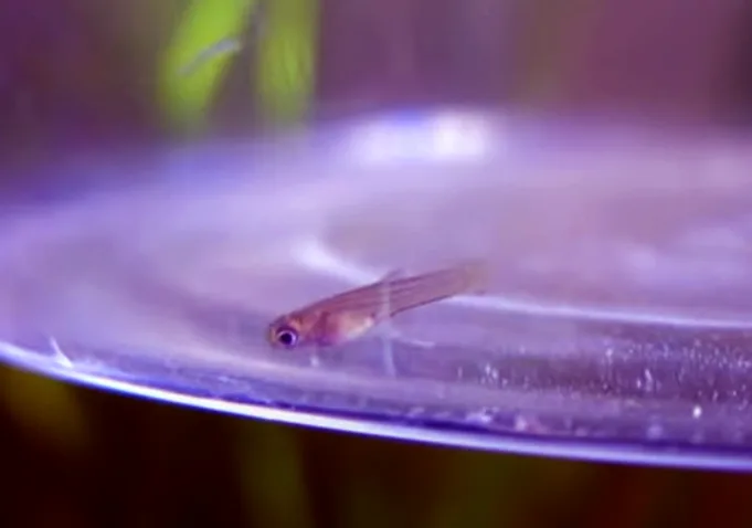 What Does Guppy Fry Need?