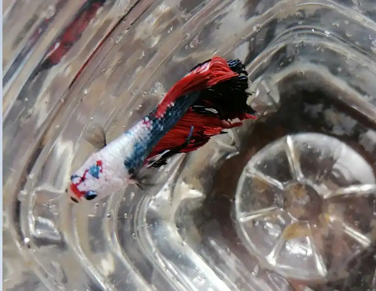 A list of Betta fish Velvet disease Common Signs