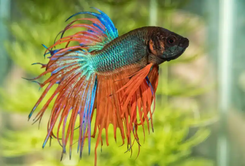 Bacterial Infections Betta fish