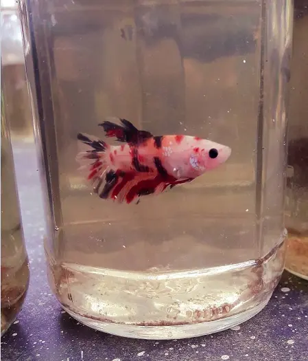 Betta fish acclimation process for water switches