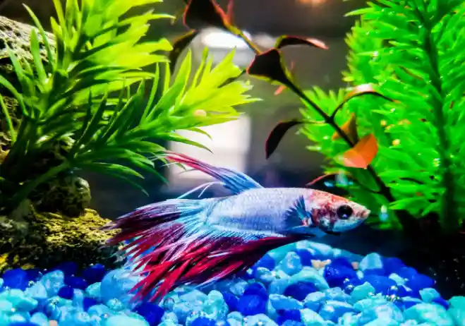 Betta fish bullying from other fish breeds