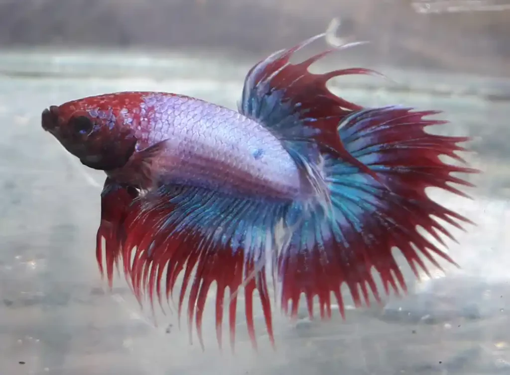 Can Betta Fish Live In Tap Water