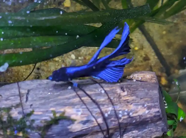 How To Acclimate Betta Fish