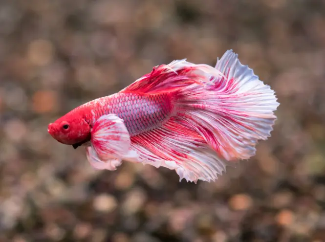 How to tell if Betta fish is stressed?