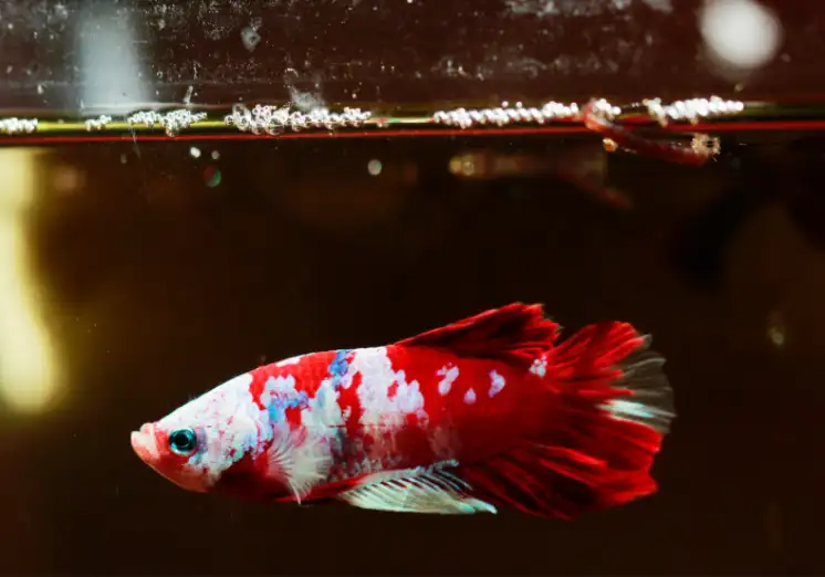 What are the common Betta Fish Diseases?