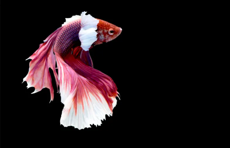 Why is Betta Fish Swimming Erratically