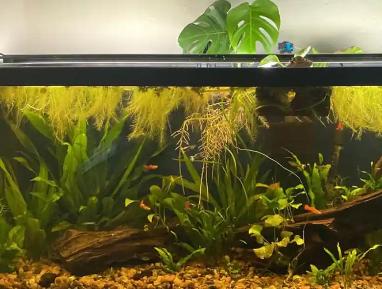Add Long Roots Floating plants to the guppy fry fish tank