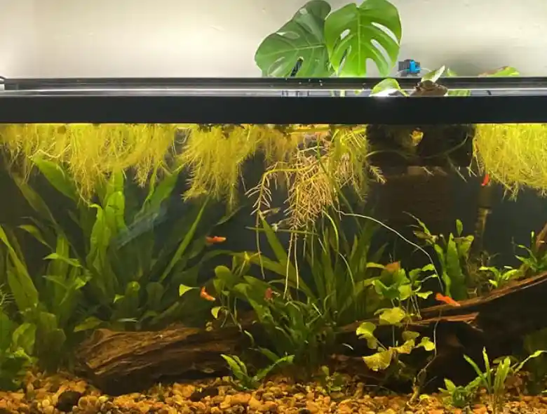 Add Long Roots Floating plants to the guppy fry fish tank