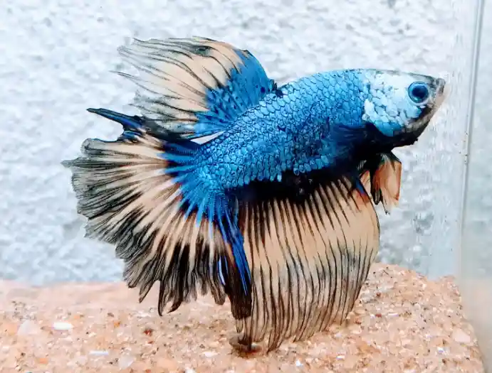 Betta fish tank mates