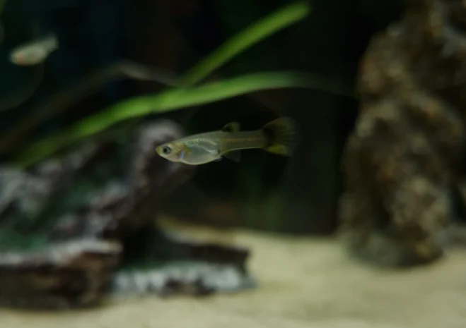 How Do You Keep Guppy Fry Alive?
