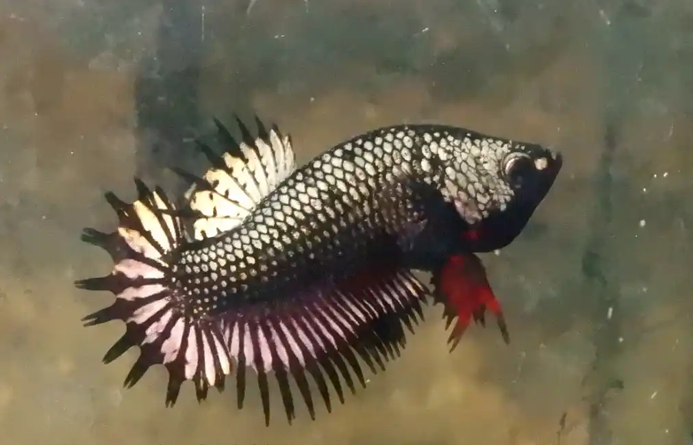 How long do betta male fish live