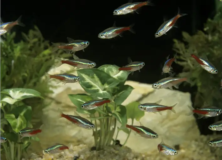 How many Siamese algae eaters can you keep with your tetra
