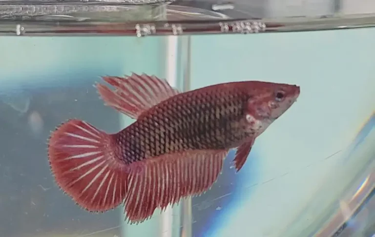 How to Treat Your betta Fish with the Salt bath