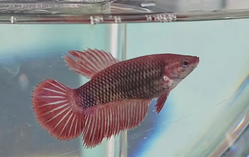 How to Treat Your betta Fish with the Salt bath