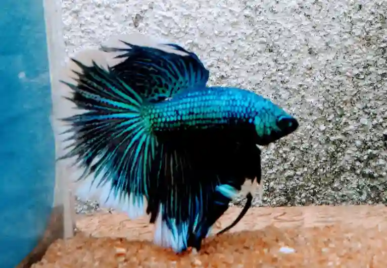 How to increase your betta fish lifespan