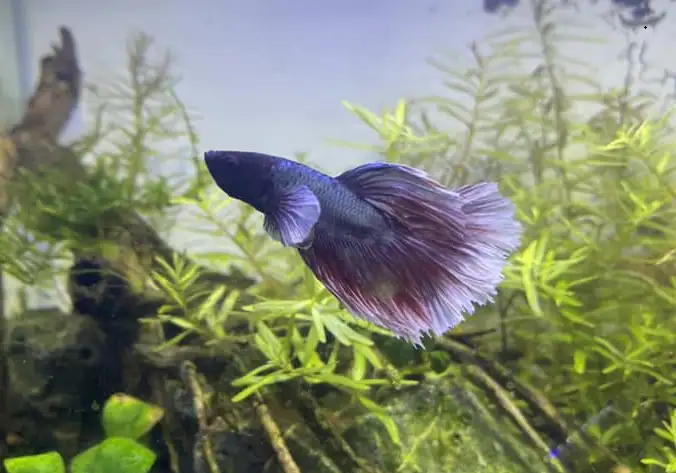 Is Epsom salt good for betta