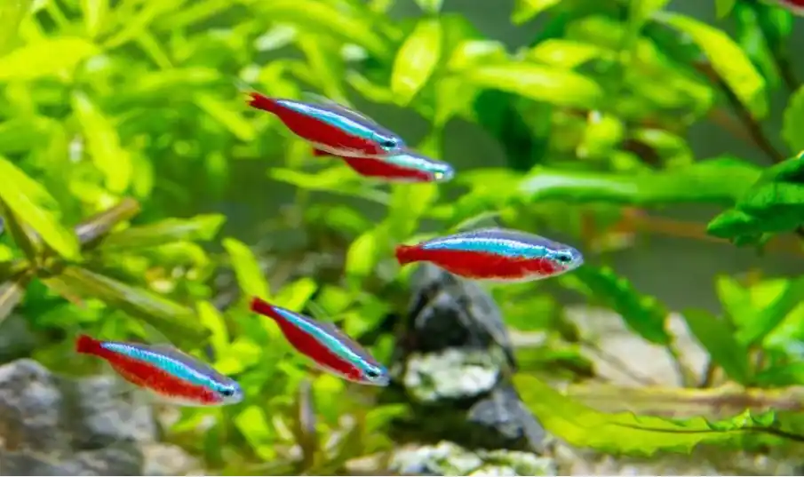 4 Ways to Stop Tetra Bullying