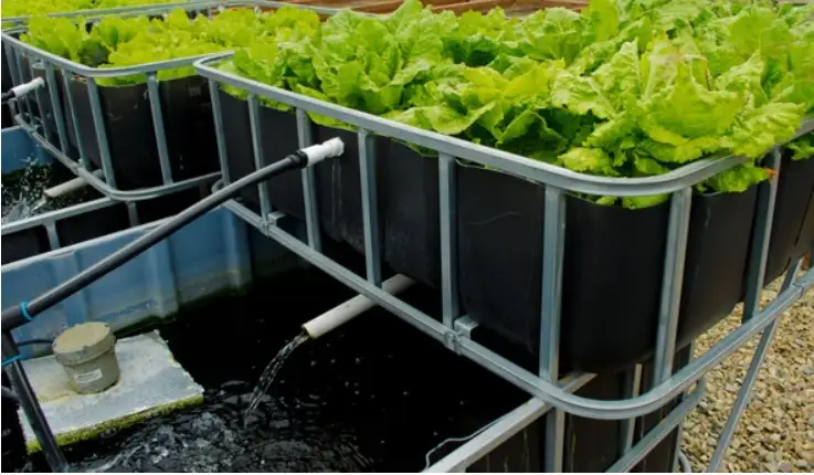 Are Tetras Good for Aquaponics? [3 Tips to Success]