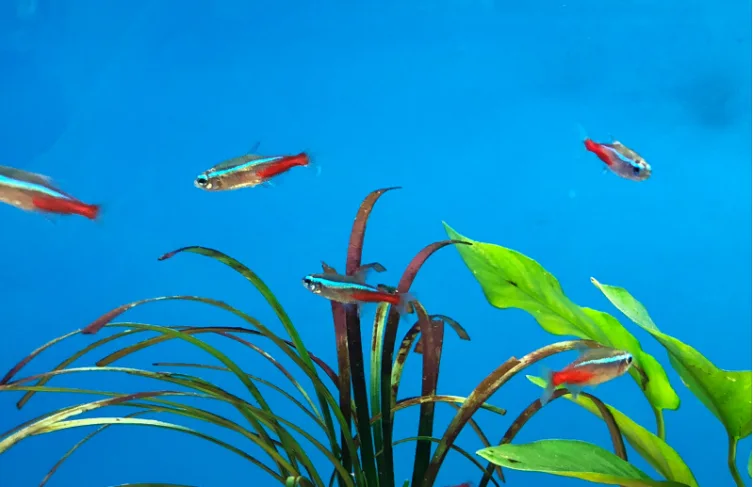 Can Male Tetras Live Without Females