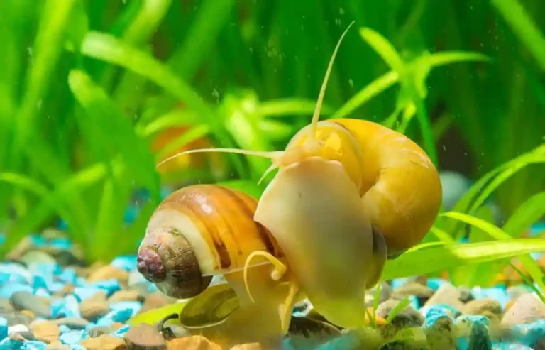 Can Tetras And Apple Snails Live Together?