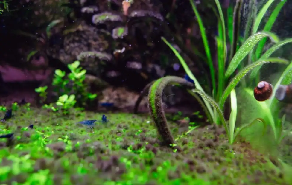 Can Tetras Eat Black Beard Algae