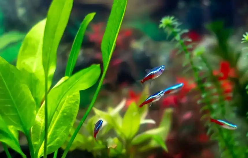 Can Tetras Produce Enough Waste