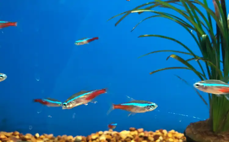 Can You Keep Different Types of Tetras Together