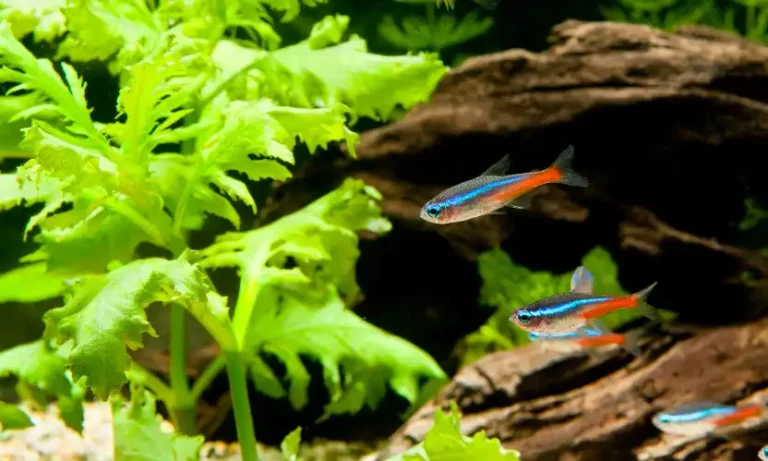 Can you keep only male tetra fish?