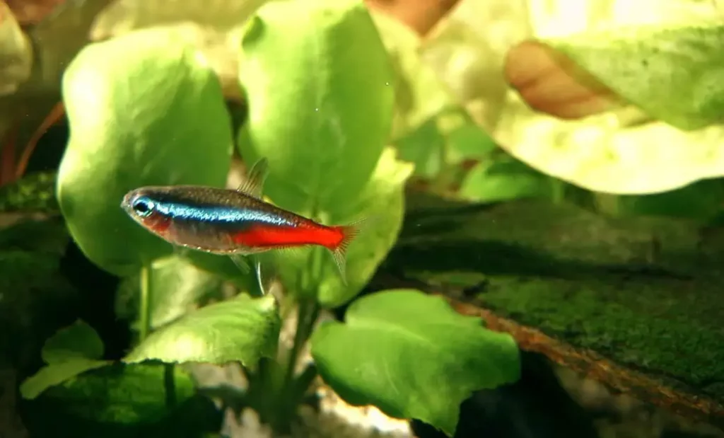 Do Tetras Eat Plants