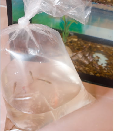 Floating Bag Acclimation Method