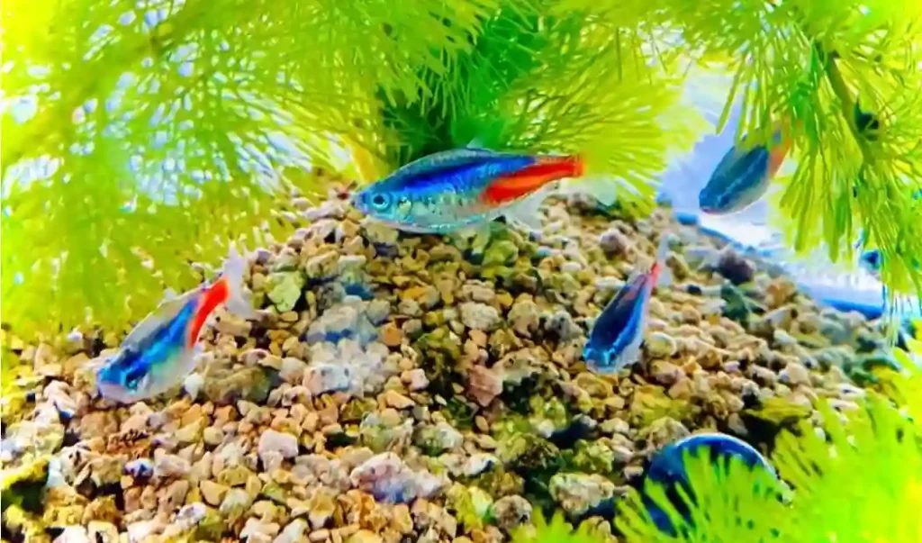 How Big do Female Tetras Get