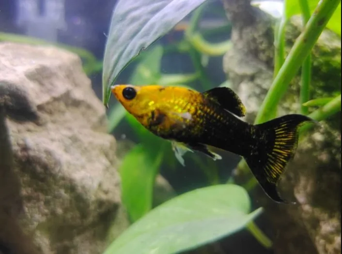 One of my Mollies was Pregnant??? r/Aquariums
