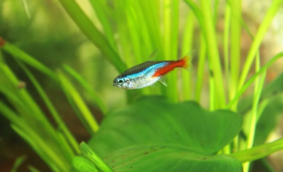 How Long Does it Take for Female Tetra to Reach Full Size
