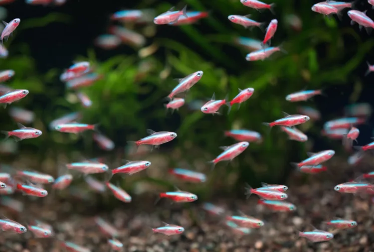 How Many Male Tetras To Keep Together