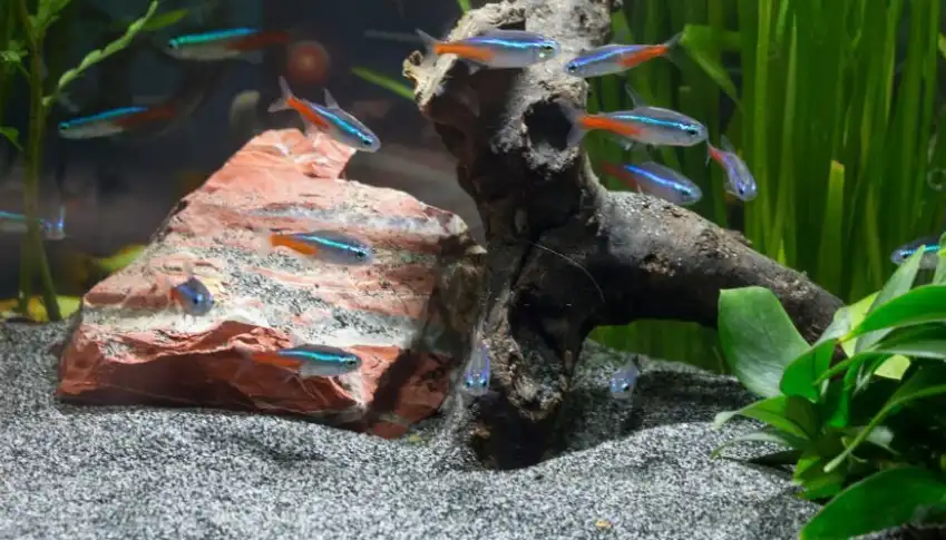 How Many Tetras Per Gallon