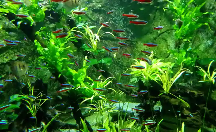 How Many Tetras Should You Keep Together