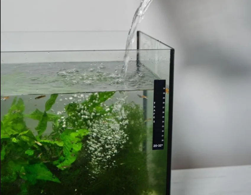 How Often to Change Water for Tetras