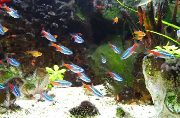 How to Acclimate Tetra Fish
