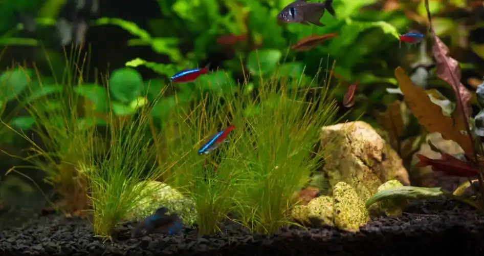 How to Add Young Tetras in the Main Tank