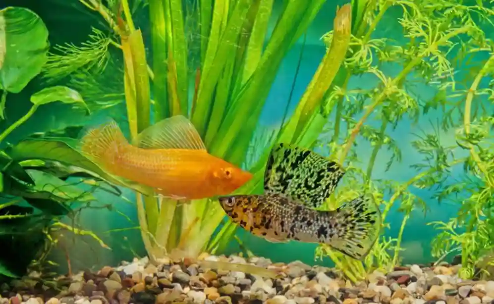 How to Fix Cloudy Fish Tank