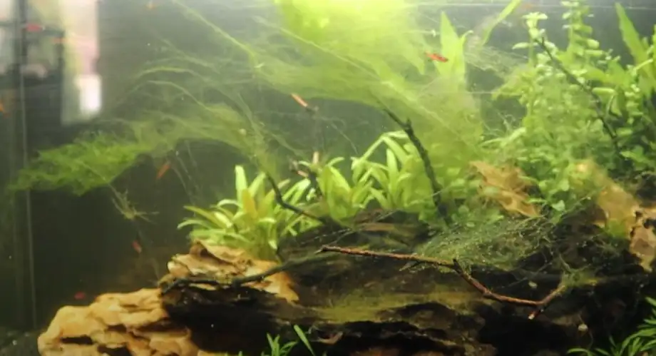 How to Get Rid of Algae in tetra Tank