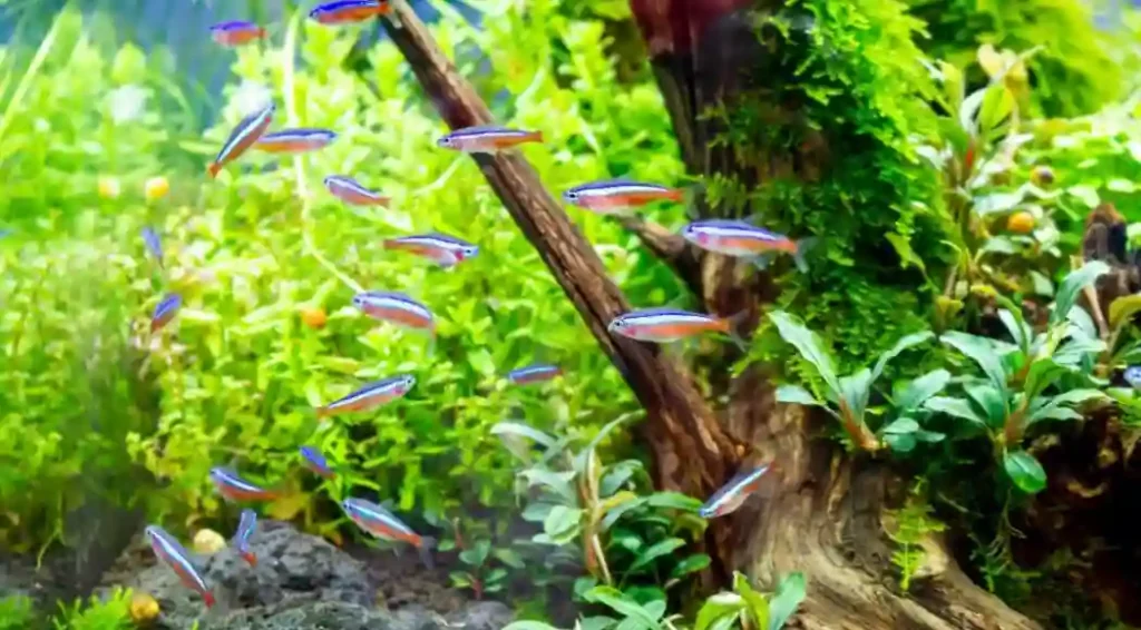 How to Get Rid of Algae in the Tetra Tank