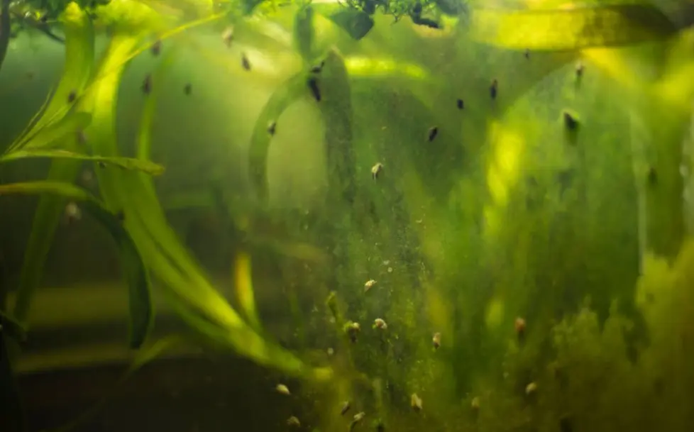 How to Prevent Algae in Tetra Tank