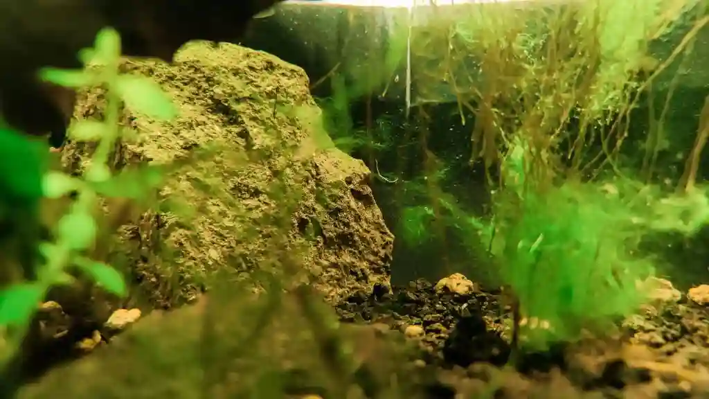 Is Algae Bad for Tetras