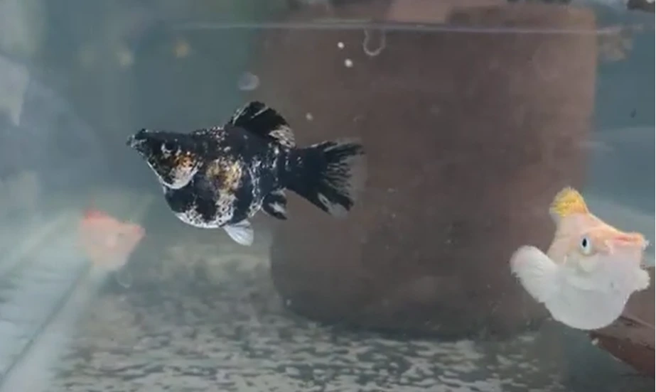 Pregnant Molly Fish