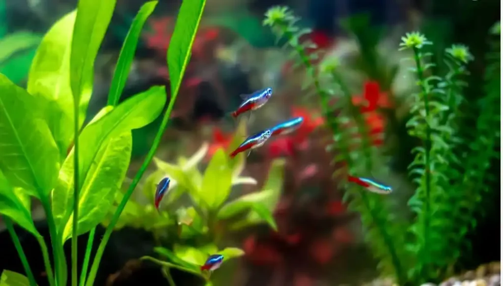 Reduce tetra fish Stress and Bullying