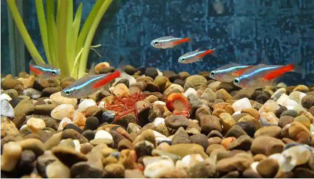 What Are The Factors To Consider Before Mixing Baby Tetras With Adults