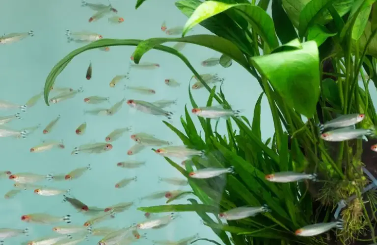 What Can You Feed To Aquaponic Tetras