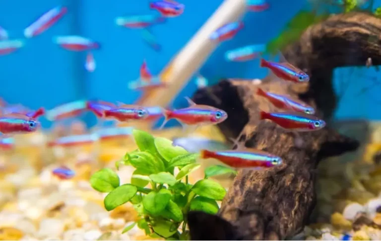 What is the Best Tetra fish Tank Size?