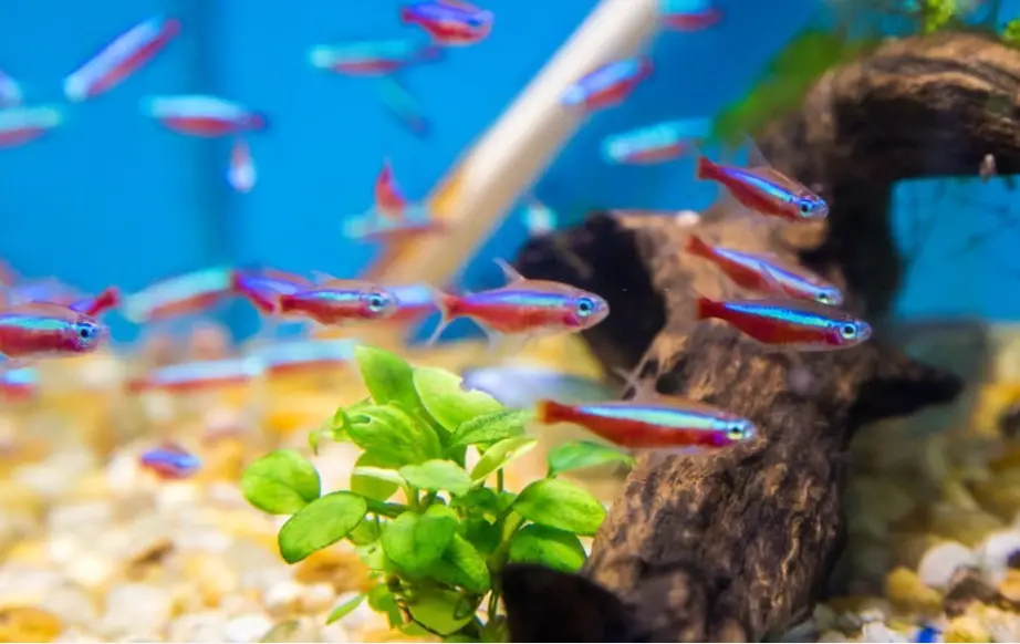 What is the Best Tetra fish Tank Size